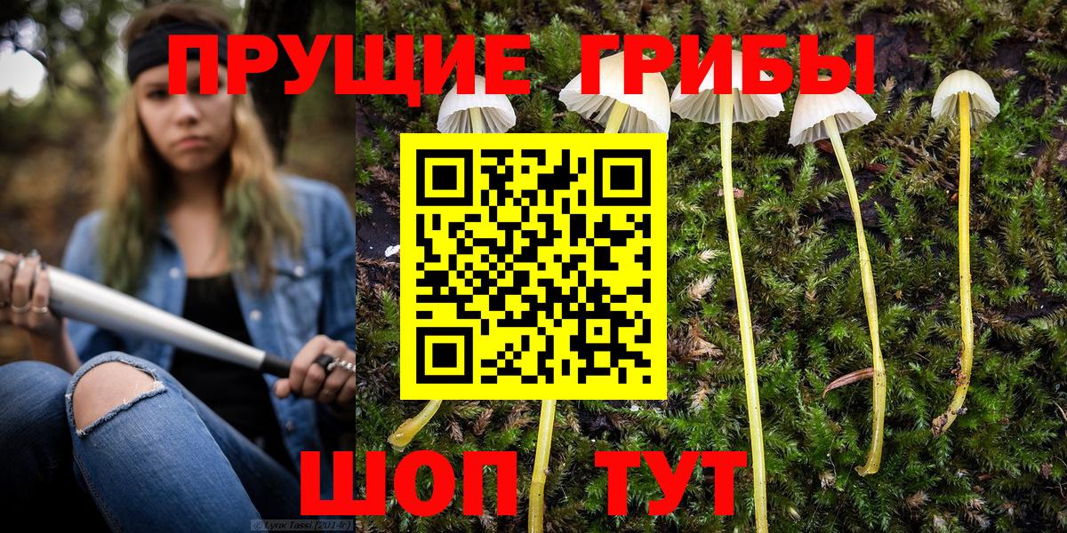Галлюциногенные грибы Cubensis Карачаевск